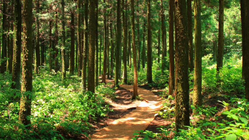 Erfolgreicher Einsatz von Bürgerinitiative und Grünen – Wald Hohensaaten gerettet